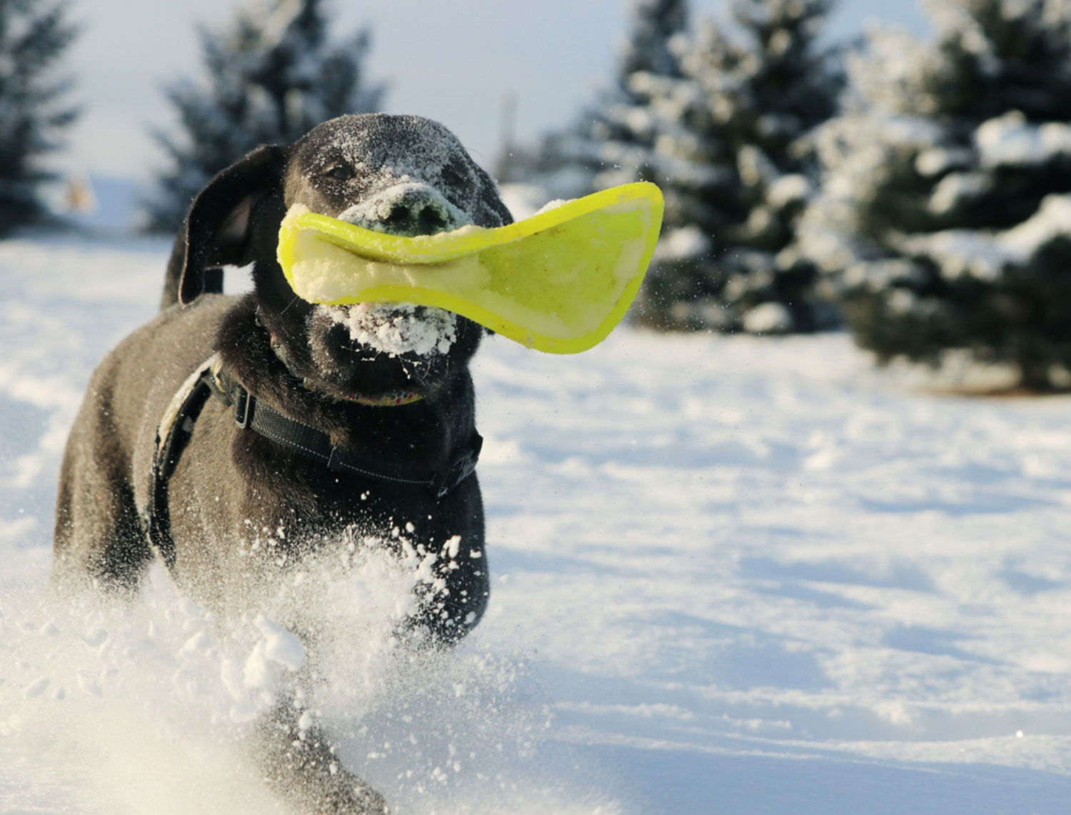 Ruff-dawg-K9-Flyer-dog2